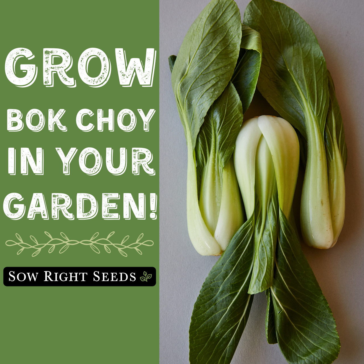 Amazon.com : Sow Right Seeds - Bok Choy Seeds for Planting - Pak